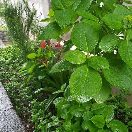 Affittacamere Balani