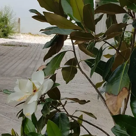 Πανσιόν Balani