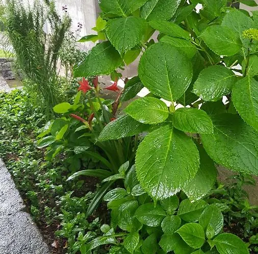 게스트하우스 Balani